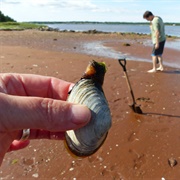 Oyster Hunting in PEI