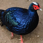 Edward's Pheasant