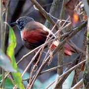 Maranon Spinetail
