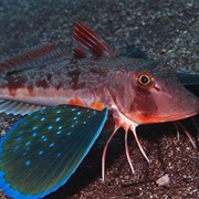 Red Gurnard