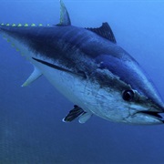 Tuna
