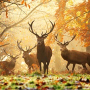 Richmond Park