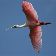 Roseate Spoonbill (Platalea Ajaja)