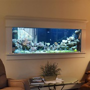 Fish Aquarium