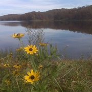 Yellowwood State Forest, Indiana