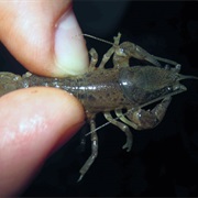Crawdad Catching