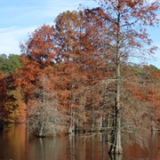 Trap Pond State Park