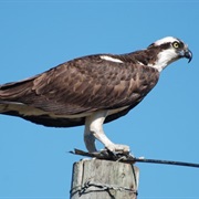Osprey