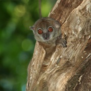 Sahamalaza Sportive Lemur