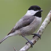 Carolina Chickadee