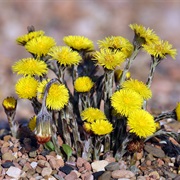Coltsfoot (Tussilago Farfara)