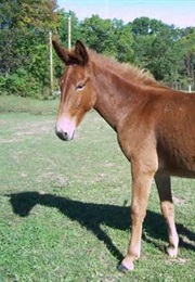 The Little Preacher (Elizabeth Prentiss)