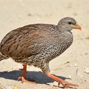 Natal Francolin