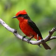 Vermillion Flycatcher