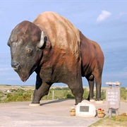 World&#39;s Largest Buffalo