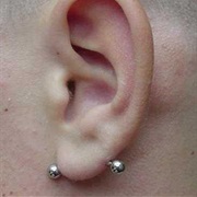 Transverse Lobe