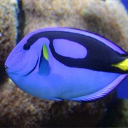 Regal Blue Tang