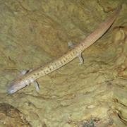 Tennessee Cave Salamander
