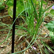 Long-Stamen Chive (Allium MacRostemon)