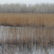 Riverton Wildlife Area, Iowa