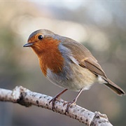 European Robin
