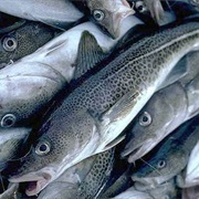 Pacific Tomcod (Aka: Piciata, California Tomcod)