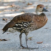 West Indian Whistling-Duck