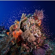 Tubbataha Reef, Palawan, Philippines