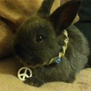 Peace Bunny