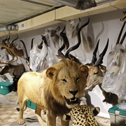 Alaska Museum of Science and Nature