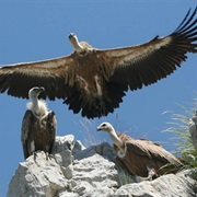 Uvac Special Nature Reserve, Serbia