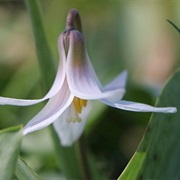 Fawn Lily (Erythronium)