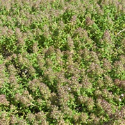 Mother of Thyme (Thymus Praecox)