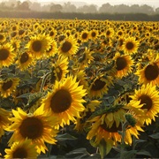 Flowering Sunflowers Track the Sun