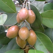 Wongi (Manilkara Kauki)