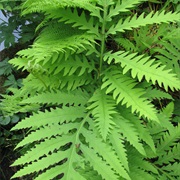 Sensitive Fern (Onoclea Sensibilis)