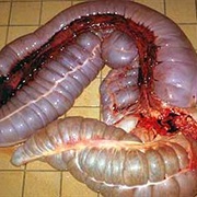 Horse Intestines