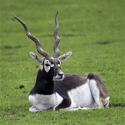 Blackbuck