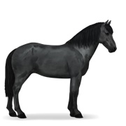 Icelandic Horse - Black