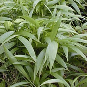 Palmgrass (Setaria Palmifolia)