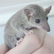 Gray Short-Tailed Opossum