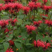 Crimson Beebalm (Monarda Didyma)
