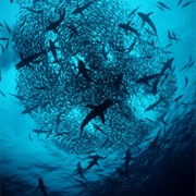 Alcyone, Cocos Island, Costa Rica