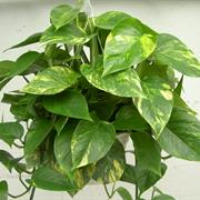 Golden Pothos or Devil's Ivy