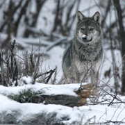 Bieszczady/ Poloniny NP, Poland / Slovakia