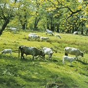 Chillingham Wild Cattle Park