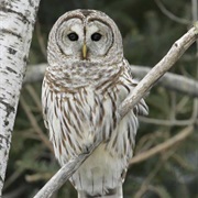 Barred Owl