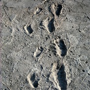 Laetoli, Tanzania