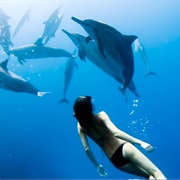 Spinner Dolphines, Kona, Hawaii