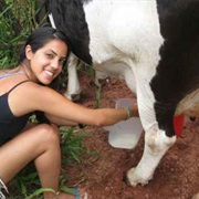 Milk a Cow